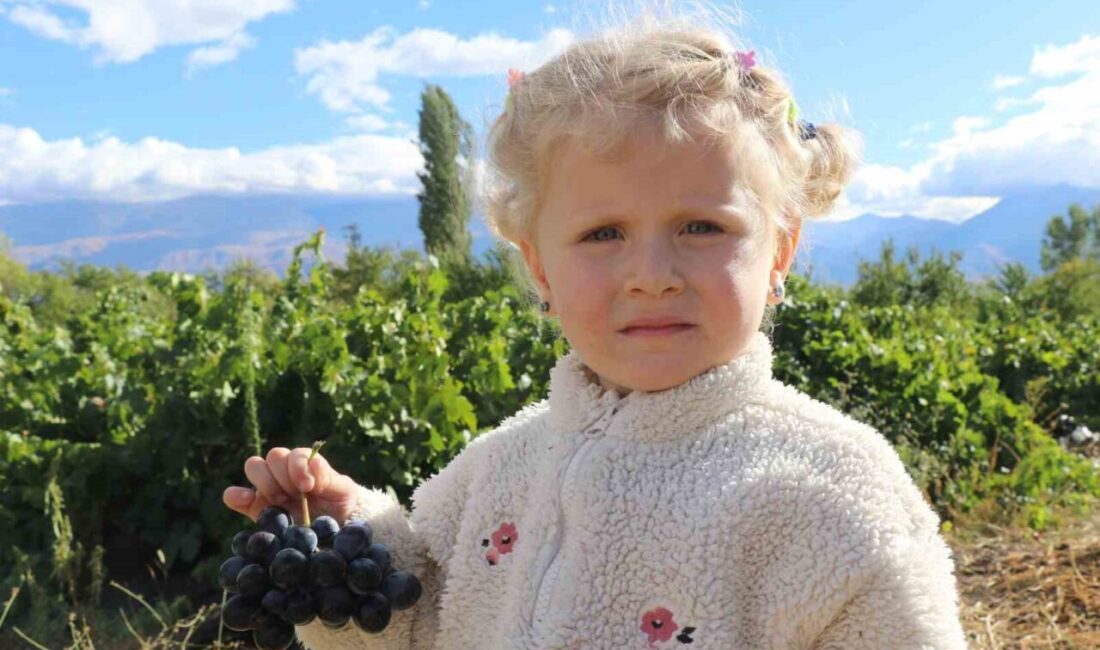 Erzincan’ın Üzümlü ilçesinde yetişen yörenin tescilli ürünlerinden “Cimin üzümü”nün hasadı