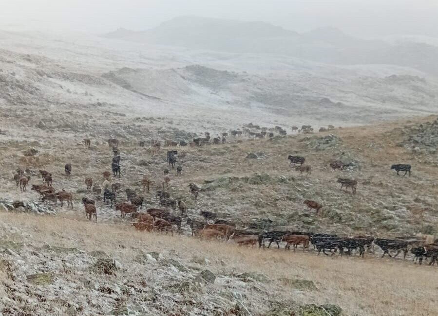 Erzurum’un Oltu ilçesinde yüksek kesimlere kar yağdı, sürülerini yaylada otlatan