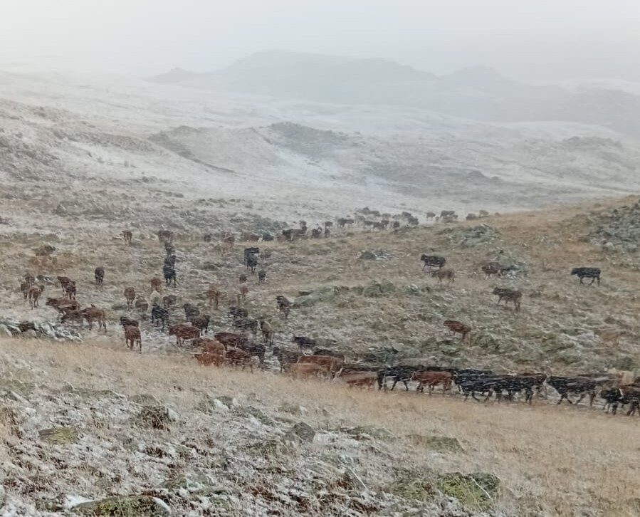 Erzurum’un Oltu ilçesinde yüksek kesimlere kar yağdı, sürülerini yaylada otlatan