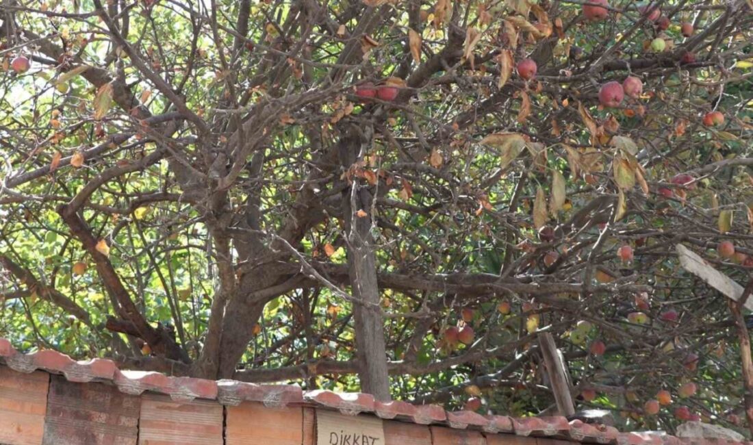 Eskişehir’de bir elma ağacının yakınındaki duvara asılı ilginç bir uyarı