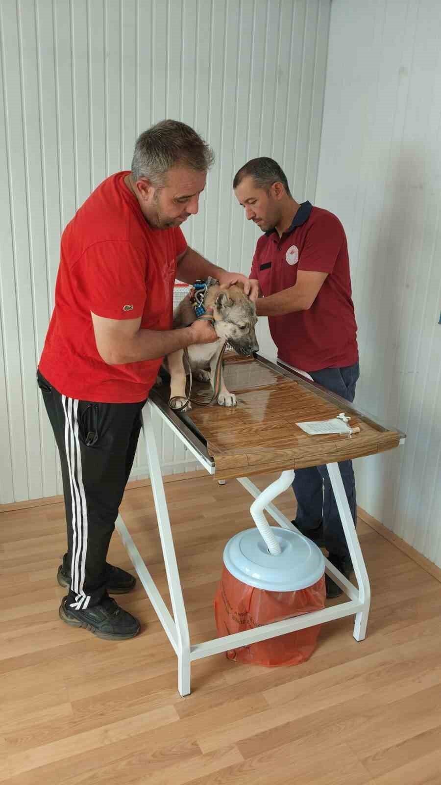 Afyonkarahisar Tarım ve Orman İl Müdürlüğü’nden evcil hayvan sahiplerine mikroçip