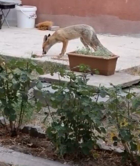 Kayseri’nin Tomarza ilçesinde yaşayan Gürhan Kazamaoğlu; her gün evinin bahçesine