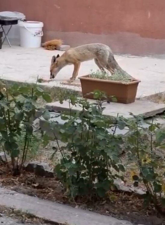 Kayseri’nin Tomarza ilçesinde yaşayan Gürhan Kazamaoğlu; her gün evinin bahçesine