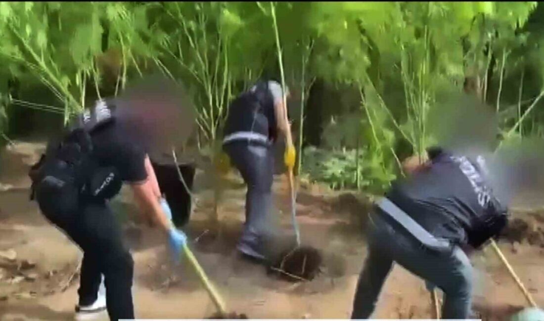 Muğla’nın Ula ilçesinde Emniyet Narkotik ekipleri tarafından bir eve düzenlenen