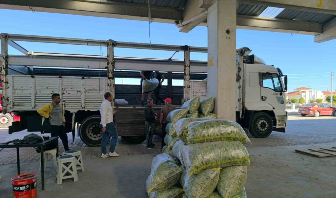 Afyonkarahisar’ın Şuhut ilçesinde kurulan fasulye pazarında üretici, tüccar ve nakliyeciler