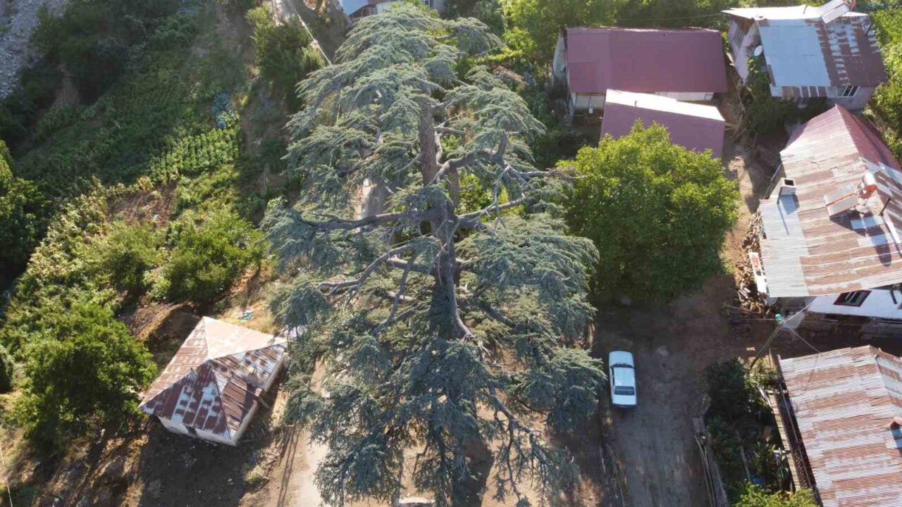 Adana’nın Feke ilçesine bağlı bin 150 rakımlı Gürümze Mahallesi’nde köylülerin