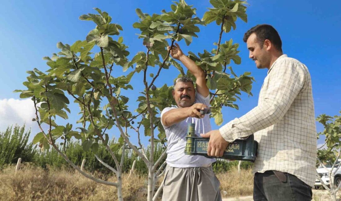 Mersin Büyükşehir Belediyesinin tarımsal destek projeleri kapsamında üreticilere ulaştırdığı incir