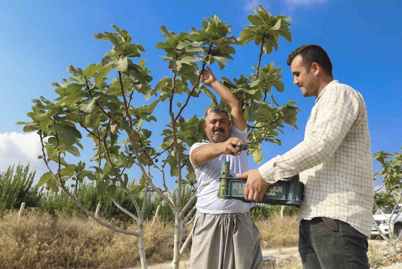 Mersin Büyükşehir Belediyesinin tarımsal destek projeleri kapsamında üreticilere ulaştırdığı incir