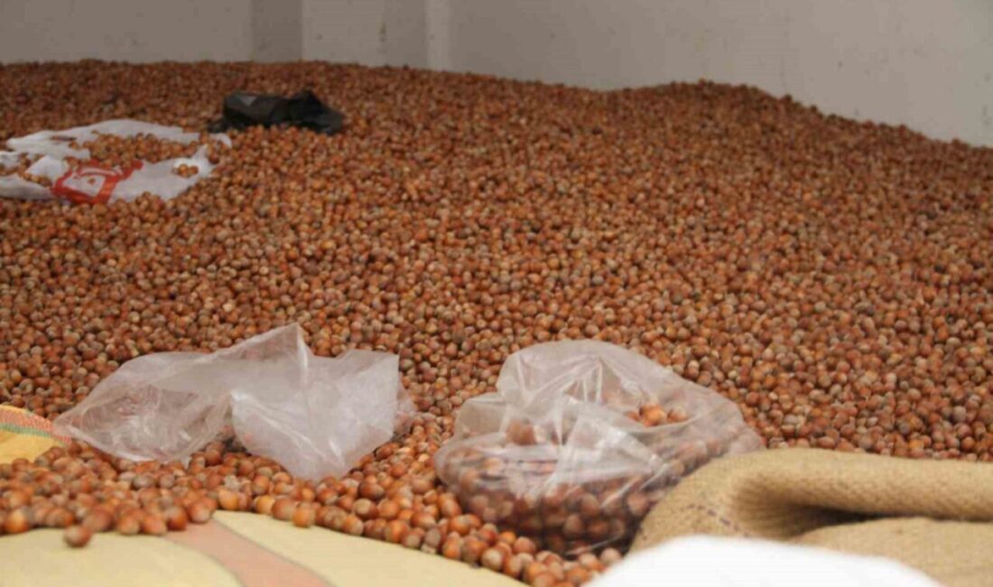 Samsun’un Çarşamba ilçesinde 50 randıman fındık 300 TL’den işlem görüyor.