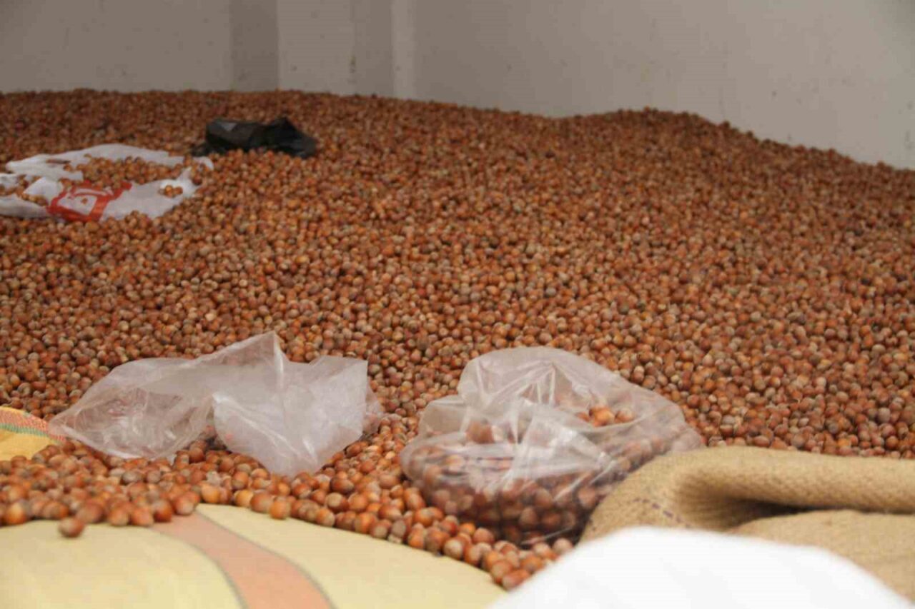 Samsun’un Çarşamba ilçesinde 50 randıman fındık 300 TL’den işlem görüyor.