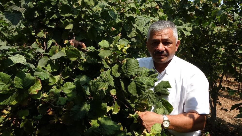 Karadeniz Bölgesi’nin en önemli geçim kaynağı olan fındıkta fiyatlar yükselişini