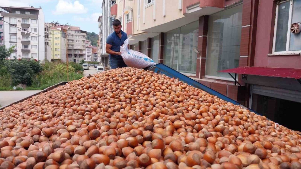 Dünya fındık üretim ve ticaretinin büyük kısmını elinde bulunduran Türkiye,