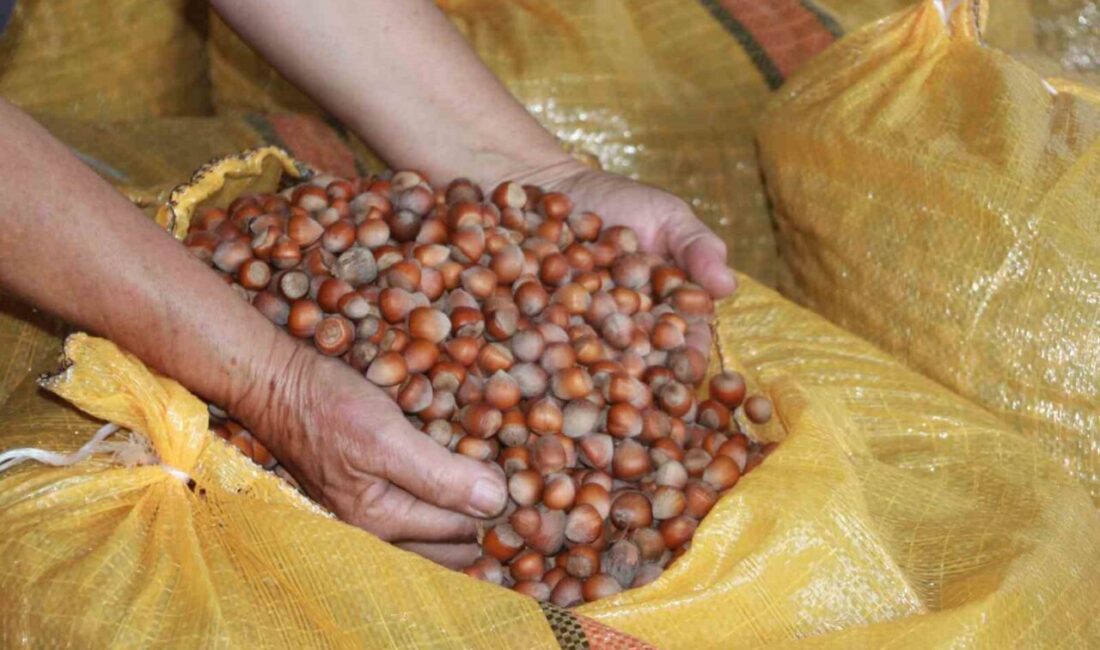 Ordu’da 2025 yılı fındık hasat sezonunu tamamlayan üreticiler, serbest piyasada