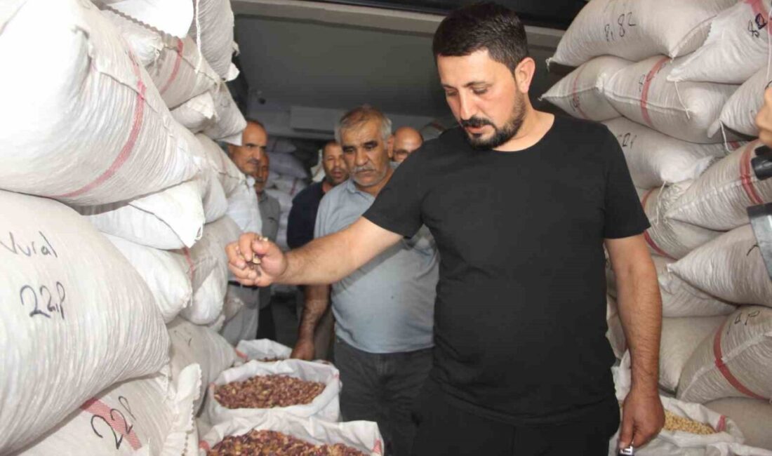 Şanlıurfa’da bu yıl fıstıktaki düşük rekolte, fiyatları iki katına çıkardı.