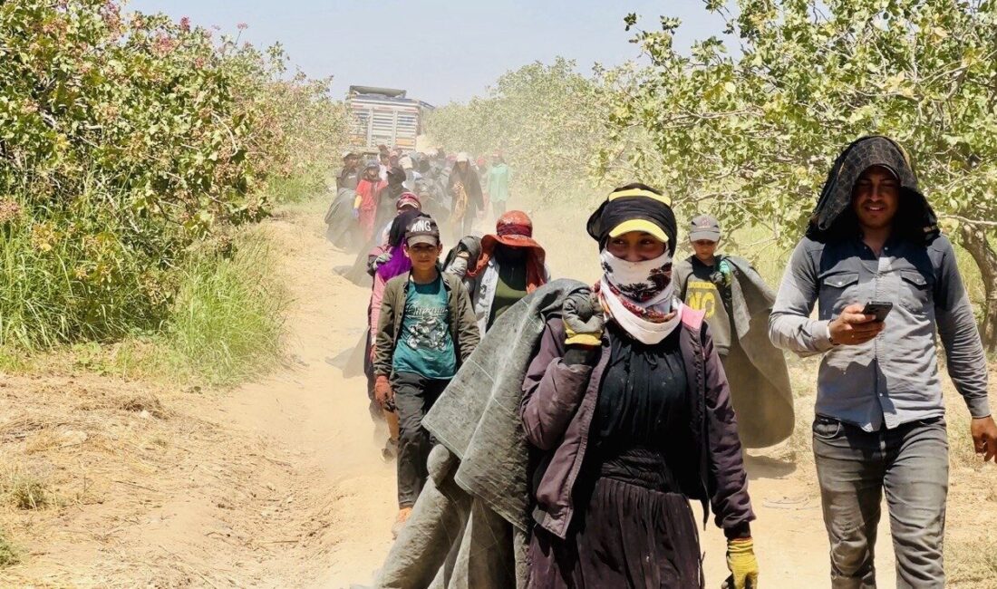 Bu yıl rekoltenin düşük olduğu Şanlıurfa’da fıstık üreticileri baklavacılardan fedakarlık