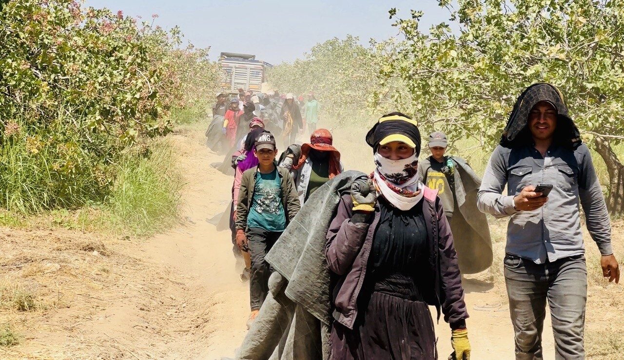 Bu yıl rekoltenin düşük olduğu Şanlıurfa’da fıstık üreticileri baklavacılardan fedakarlık