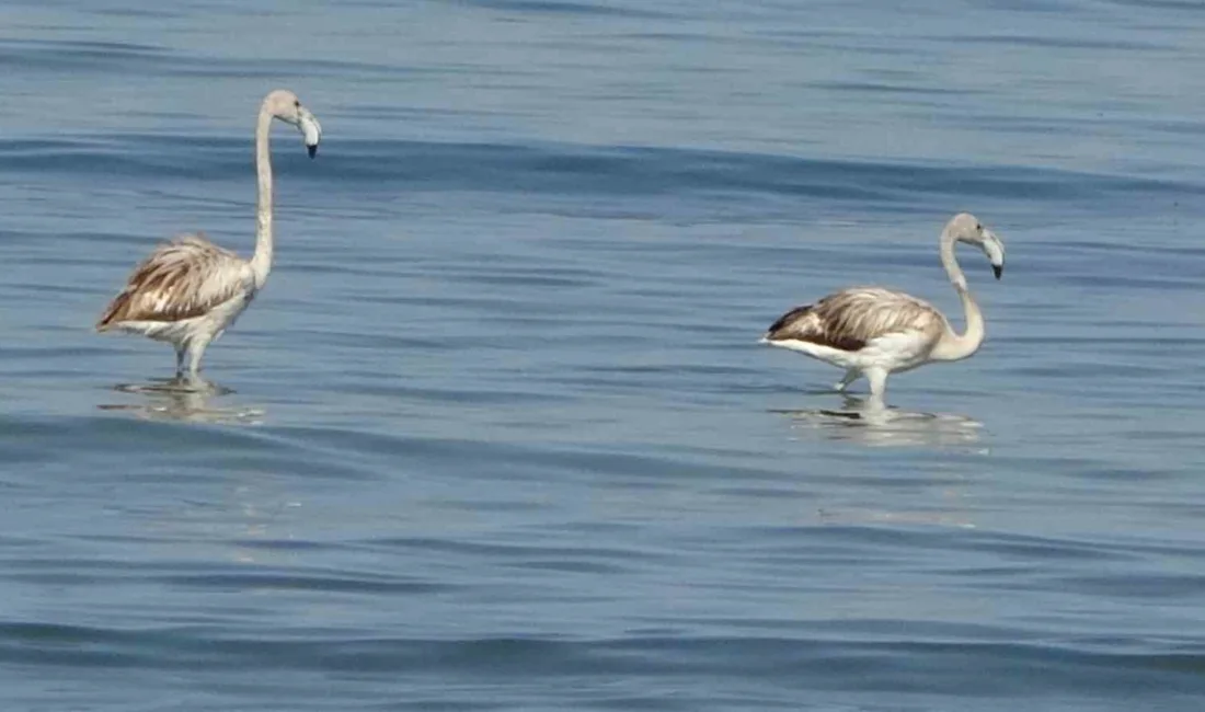 Van Gölü havzasında bu yıl sayılarında artış gözlenen flamingolar, ilk
