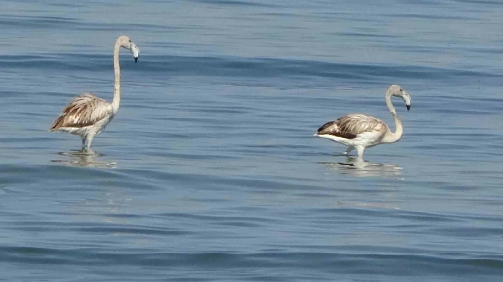Van Gölü havzasında bu yıl sayılarında artış gözlenen flamingolar, ilk