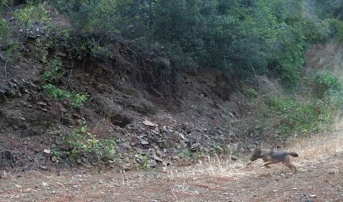 Tekirdağ’da bulunan Ganos Dağları’na yerleştirilen fotokapana, bir çakalın karaca yavrusunu