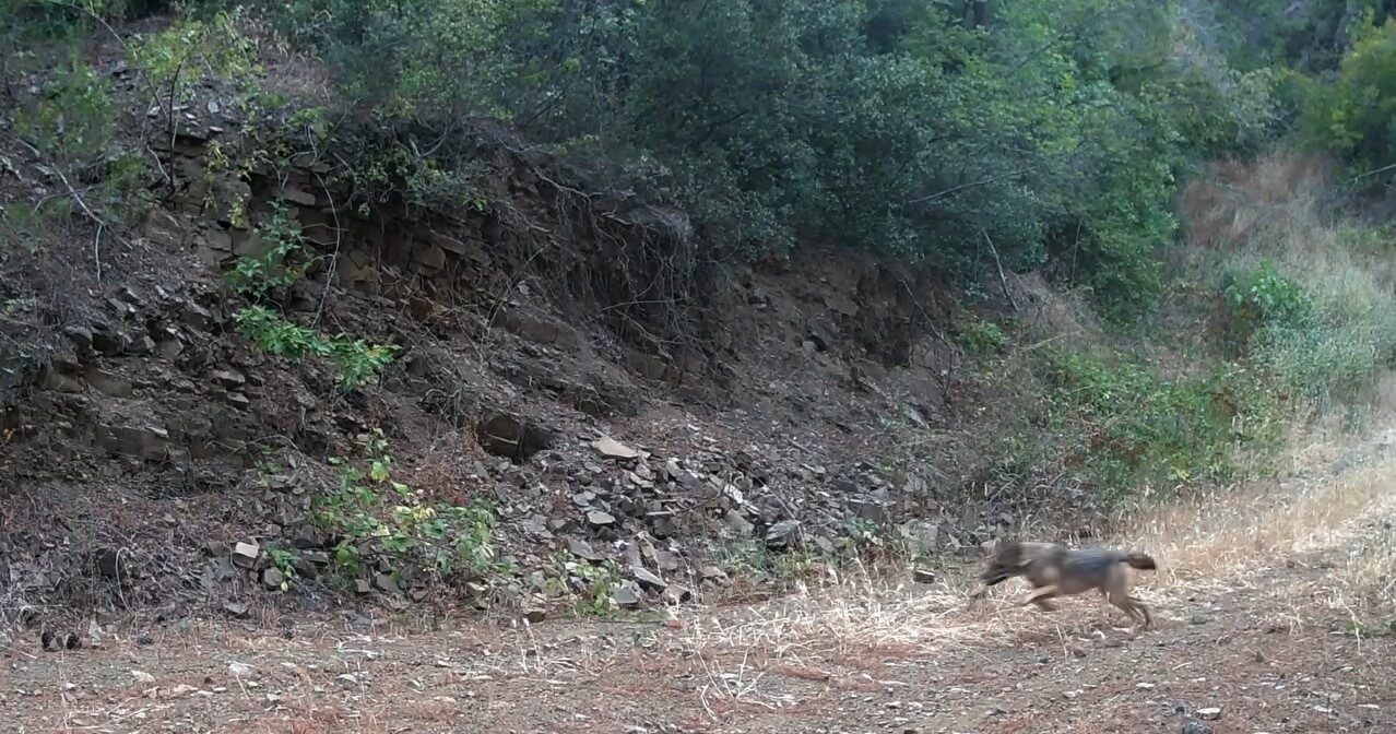 Tekirdağ’da bulunan Ganos Dağları’na yerleştirilen fotokapana, bir çakalın karaca yavrusunu