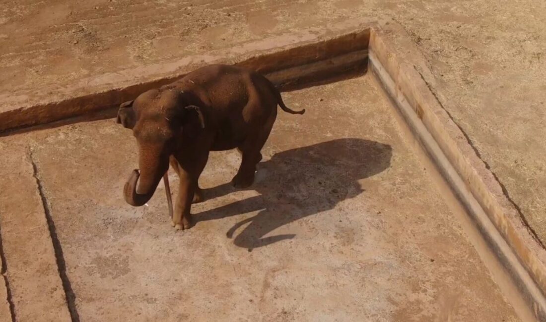 Gaziantep Doğal Yaşam Parkı’nın maskotu olan ve nesli tükenme tehlikesi