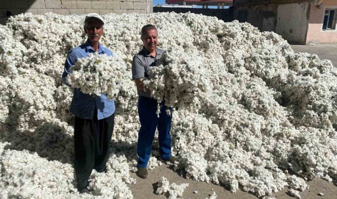 Gaziantep’in Araban ilçesinde, “beyaz altın” olarak adlandırılan pamuk hasadına başlandı.