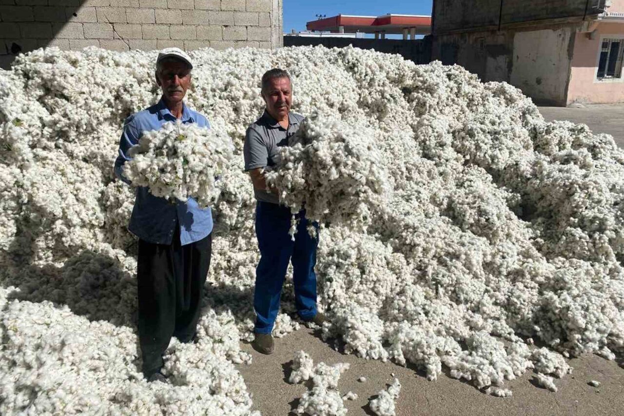 Gaziantep’in Araban ilçesinde, “beyaz altın” olarak adlandırılan pamuk hasadına başlandı.