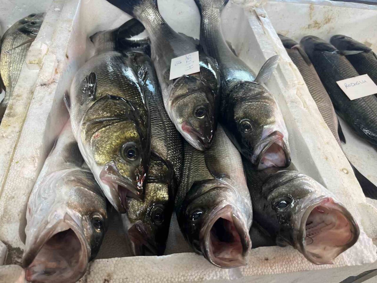 İzmir’de amatör balıkçıların gece boyunca tuttuğu deniz ürünleri, sabahın erken