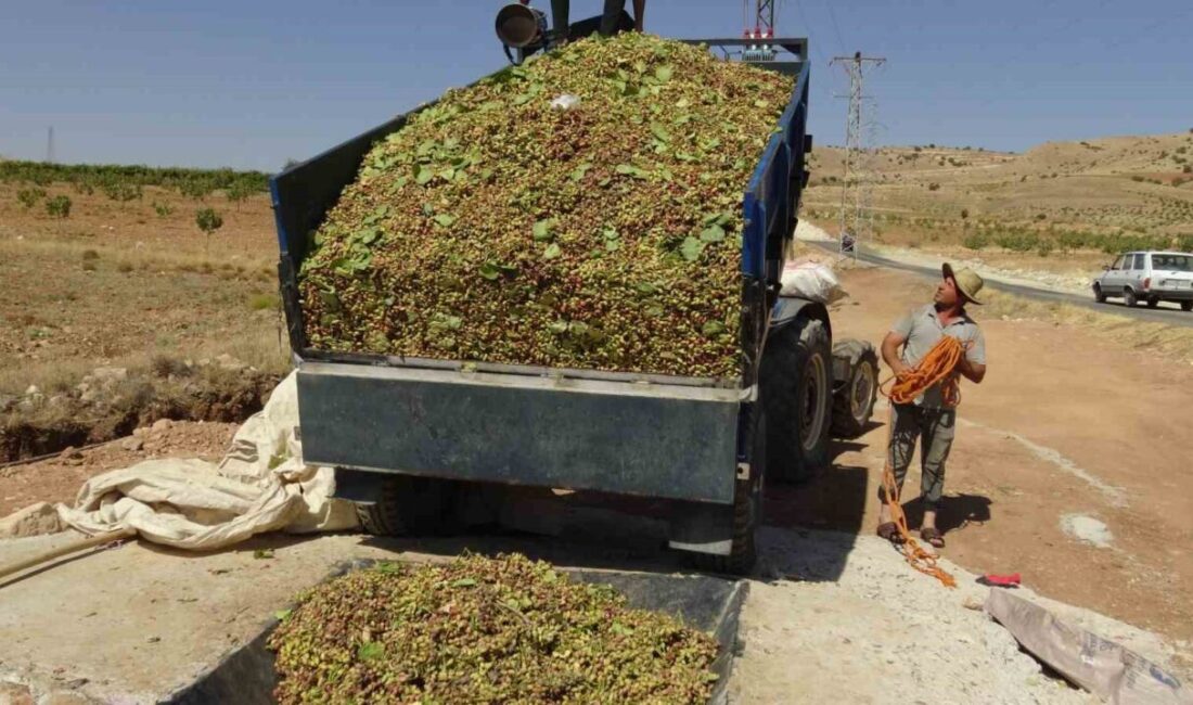 Batman’ın Gercüş ilçesinde çiftçilerin gözde ürünü haline gelen fıstık hasadı