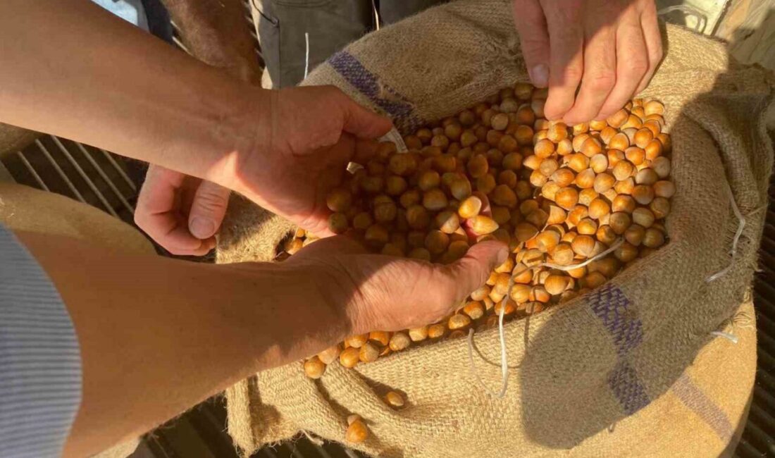 Giresun’da fındık hasadının sonuna yaklaşılırken, serbest piyasada fiyatlar 265 ila