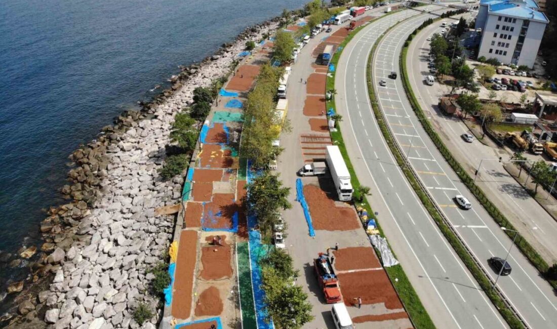 Giresun’da fındık hasadının sona ermesiyle birlikte üreticilerin kurutma mesaisi sürüyor.