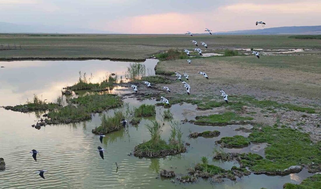 Bitlis’in Güroymak ilçesindeki İron Sazlığında konaklayan göçmen kuşlar, yaklaşan sonbaharla