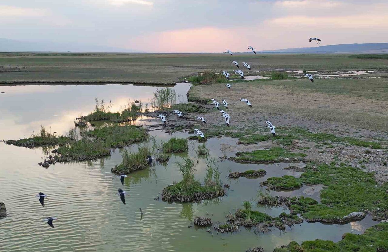 Bitlis’in Güroymak ilçesindeki İron Sazlığında konaklayan göçmen kuşlar, yaklaşan sonbaharla