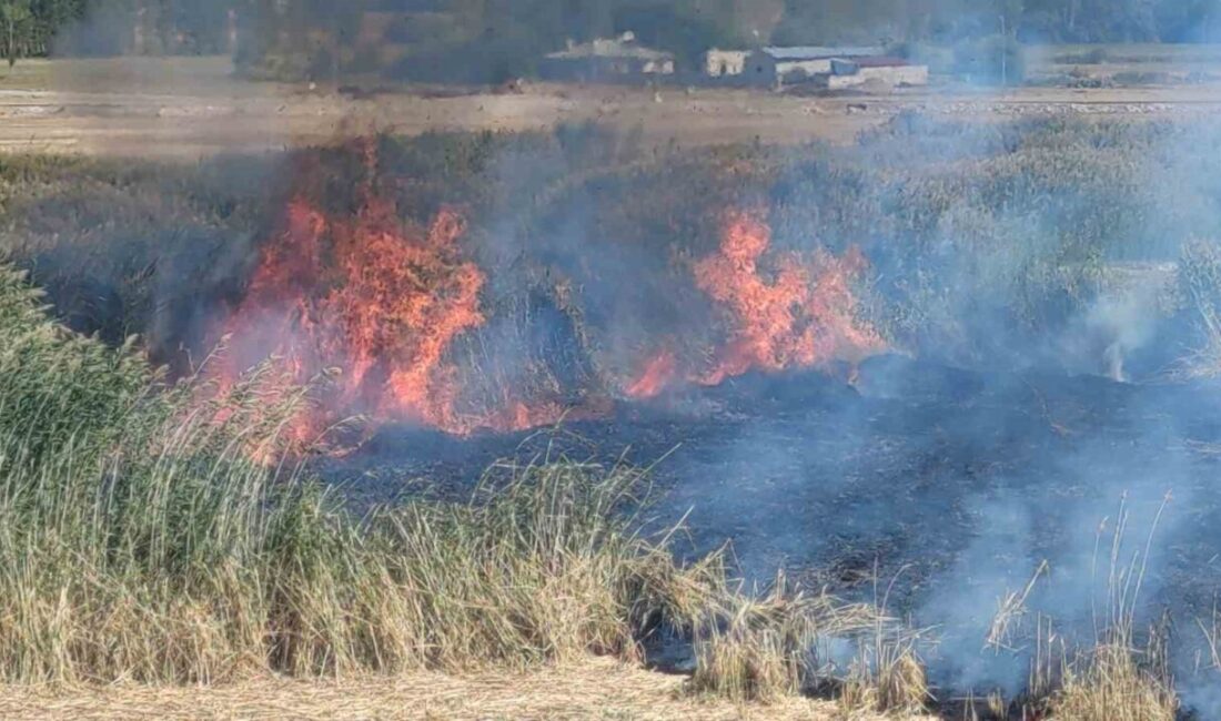Van’ın önemli sulak alanlarından biri olan ve birçok yabani kuş