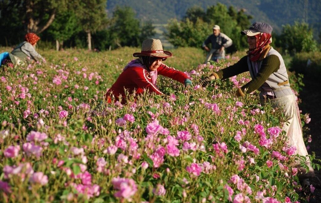 Gül, Gülyağı ve Yağlı Tohumlar Tarım Satış Kooperatifleri Birliği (Gülbirlik)