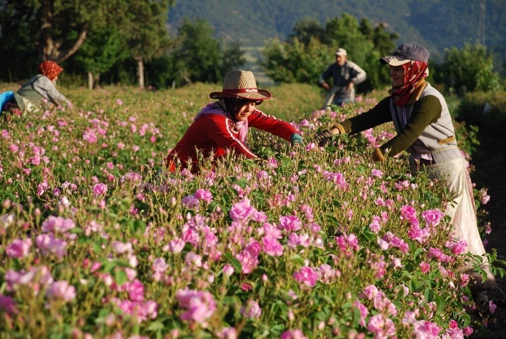 Gül, Gülyağı ve Yağlı Tohumlar Tarım Satış Kooperatifleri Birliği (Gülbirlik)