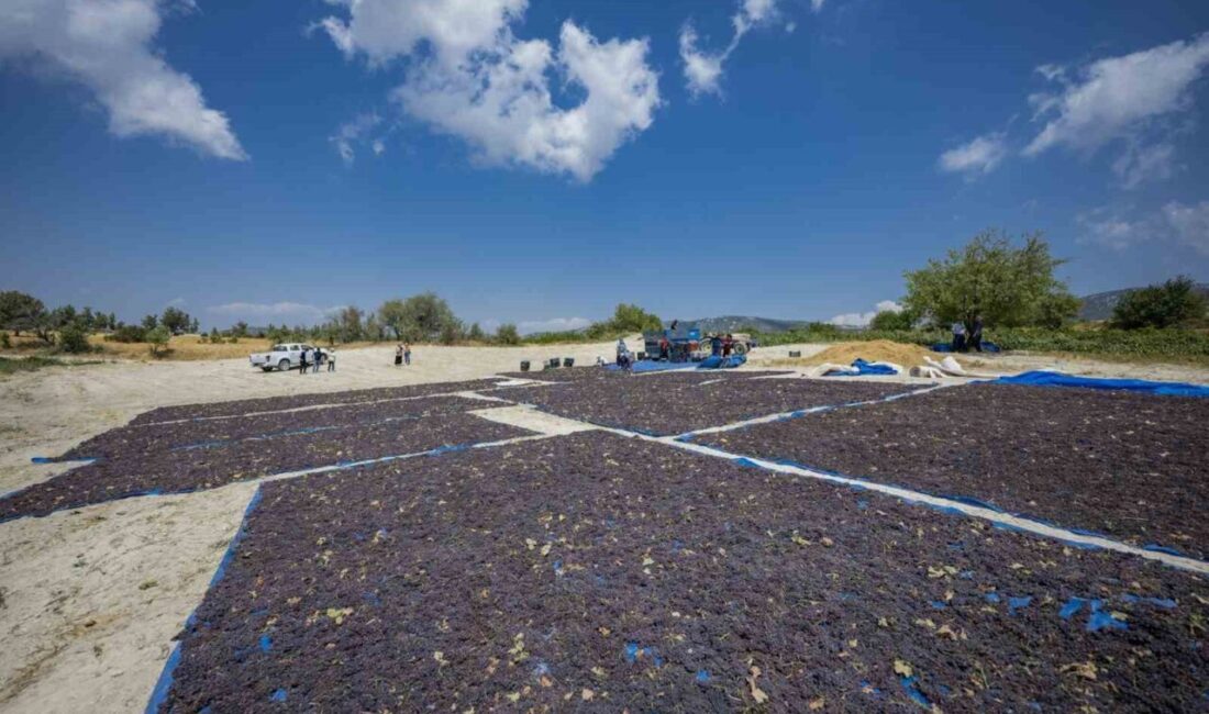 Mersin Büyükşehir Belediyesinin, Gülnar ilçesine ait ‘Gülnar Kuş Üzümü’nün Coğrafi