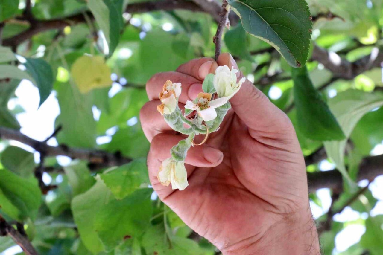 Gümüşhane’de sonbaharın ortasında çiçek açan bir elma ağacı görenleri şaşkına