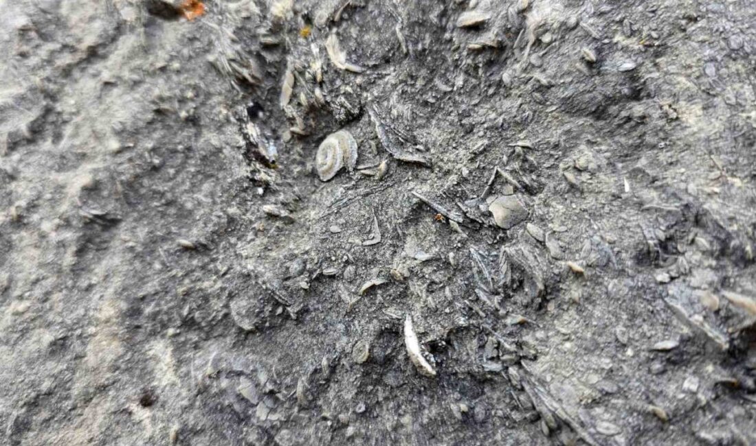 Gümüşhane’nin merkeze bağlı Tekke Beldesi Kermutdere mevkiinde ortaya çıkan deniz