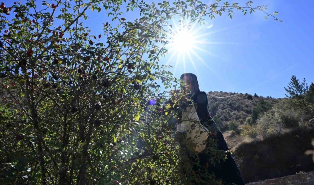 Türkiye’de yetişen 27 kuşburnu türünden 17’sine ev sahipliği yapan Gümüşhane’de