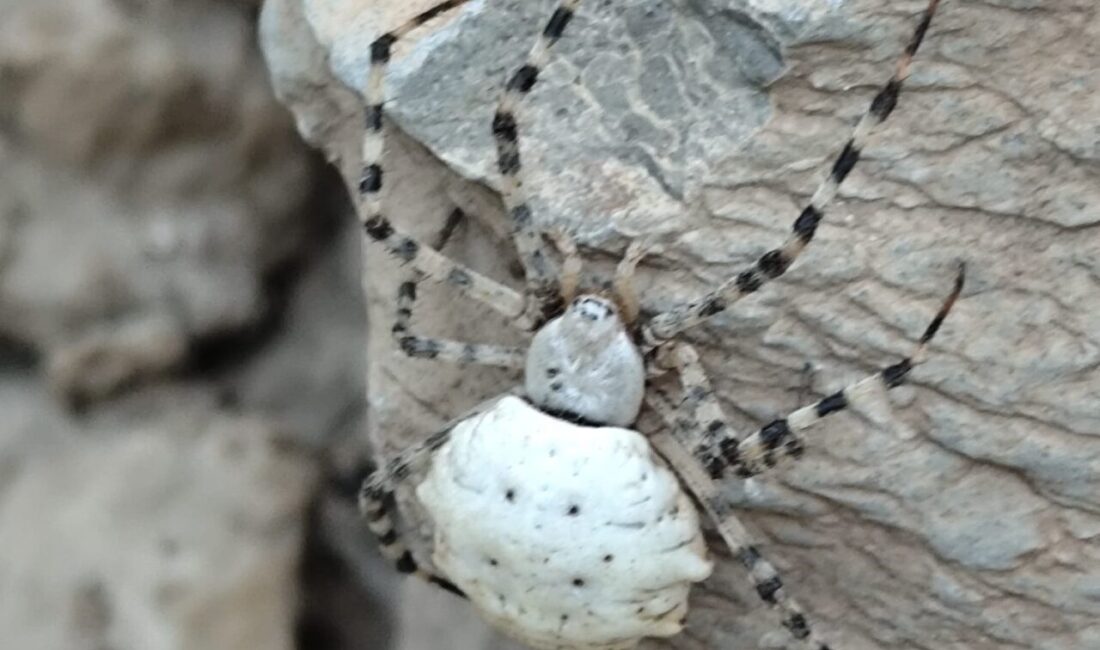 Hakkari’de dünyanın en zehirli örümceklerinden birisi olan ‘argiope lobata’ türü