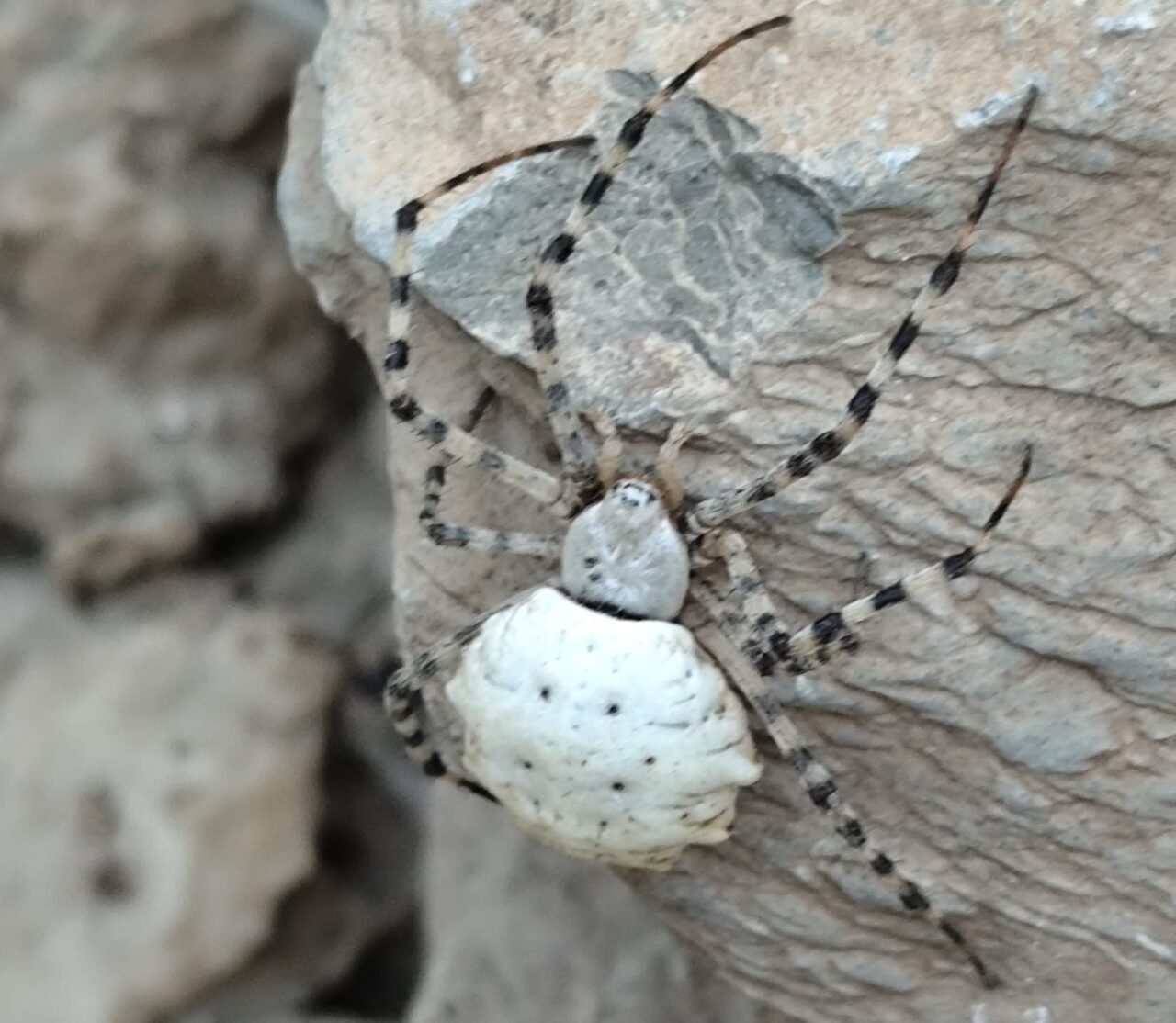 Hakkari’de dünyanın en zehirli örümceklerinden birisi olan ‘argiope lobata’ türü