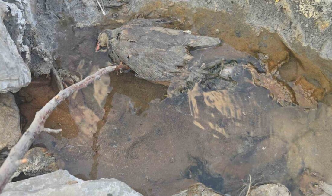 Hakkâri’nin Akbulut köyüne bağlı Demirli mezrasında yer altından çıkan gizemli