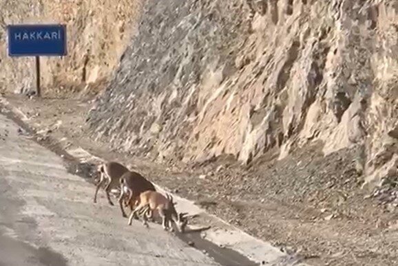 HAKKARİ (İHA) – Hakkari’deki Seyir Tepesi karşısında yavruları ile birlikte
