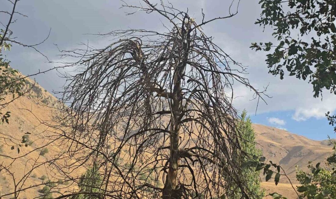 Hakkari’nin Cevizli köyünde Han Yaylası yol genişletme çalışmaları sırasında sulama