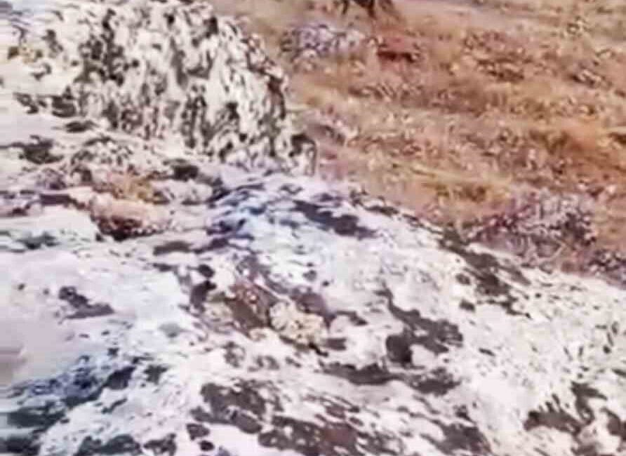 Şanlıurfa’nın Halfeti ilçesinde, nesli tükenme tehlikesiyle karşı karşıya olan çizgili