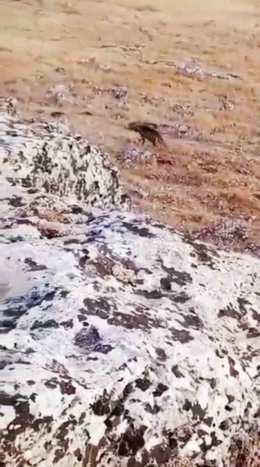 Şanlıurfa’nın Halfeti ilçesinde, nesli tükenme tehlikesiyle karşı karşıya olan çizgili