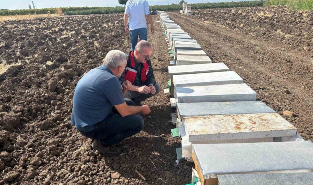 Manisa’nın Sarıgöl ilçesine bağlı Halitpaşa Mahallesi’nde yaşanan arı ölümleri üzerine