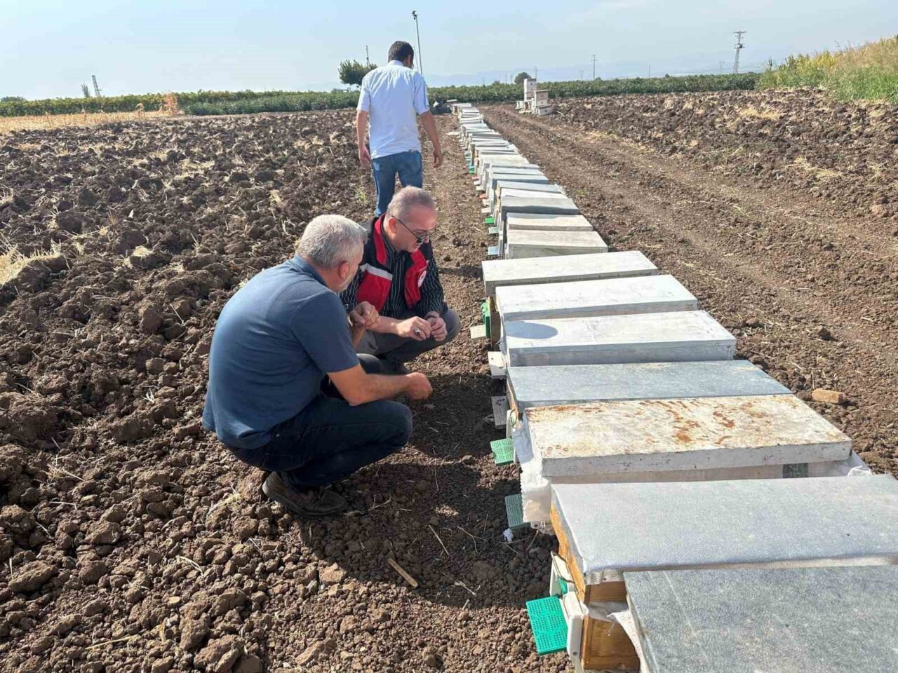 Manisa’nın Sarıgöl ilçesine bağlı Halitpaşa Mahallesi’nde yaşanan arı ölümleri üzerine