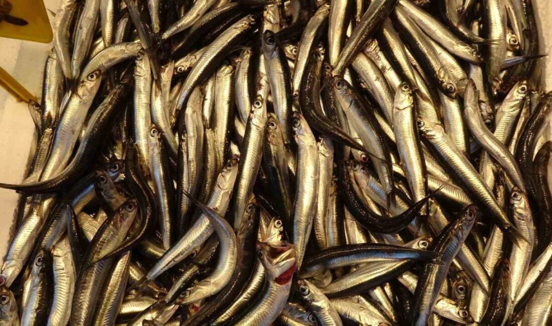 Yıllar sonra ilk kez bu sezon hamsi tezgahlarda yerini erken